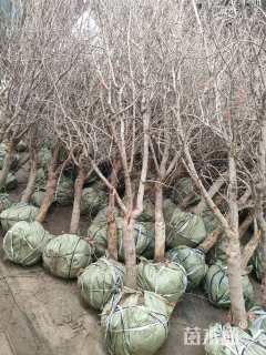 高度350厘米果石榴