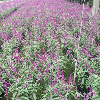 高度40厘米鼠尾草