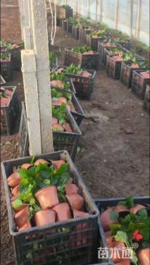 高度20厘米一串红