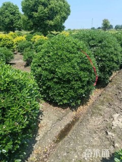 冠幅120厘米瓜子黄杨球