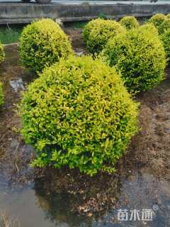 冠幅100厘米亮晶女贞球