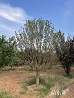 17公分北美海棠