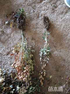 高度40厘米瓜子黄杨