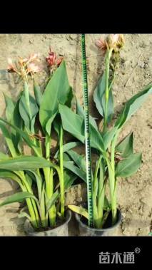 高度45厘米水生美人蕉