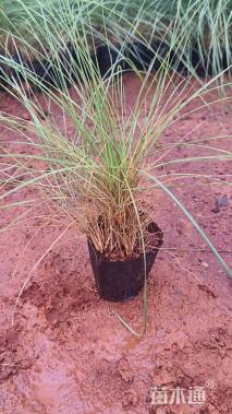 高度20厘米粉黛乱子草