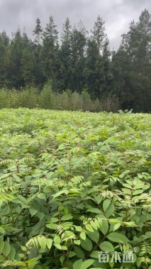 高度80厘米鸡脚连