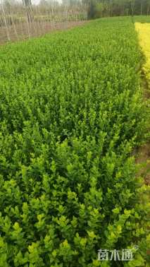 高度30厘米卫矛