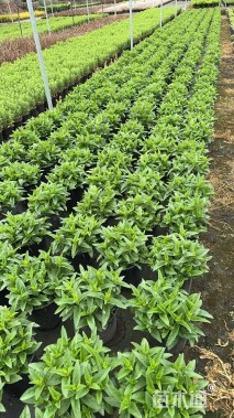 高度30厘米婆婆纳