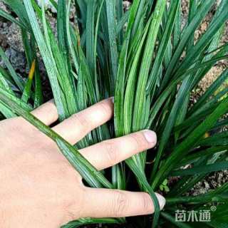 高度25厘米吉祥草