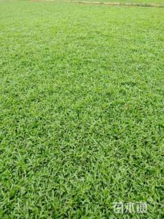 B-中等大叶油草