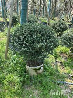 冠幅150厘米龟甲冬青球