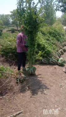 高度150厘米丛生石榴