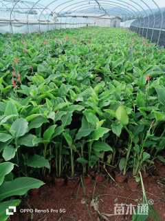 高度30厘米美人蕉