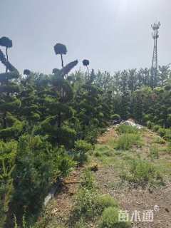 8公分造型龙柏