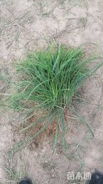 高度20厘米麦冬