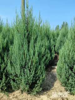 高度180厘米河南桧