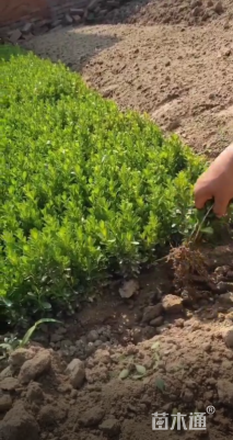 高度15厘米小叶黄杨