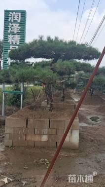 20公分造型黑松