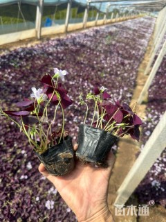 高度10厘米紫叶酢浆草
