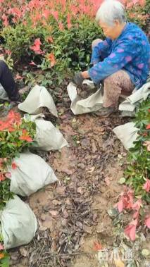 高度50厘米红叶石楠小苗