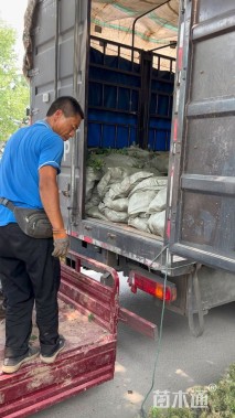 高度25厘米洒金柏