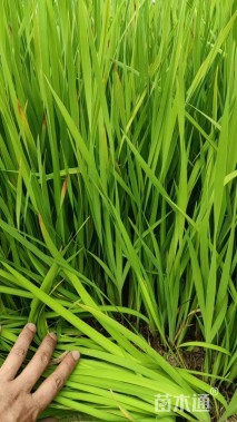 高度50厘米花菖蒲