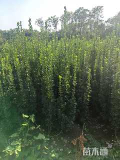 高度200厘米北海道黄杨