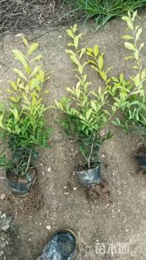 高度25厘米黄金枸骨