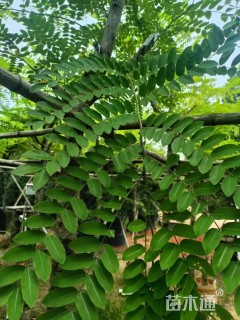 5公分粉花山扁豆