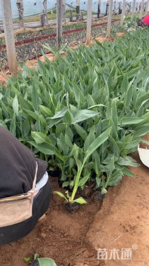 高度40厘米美人蕉