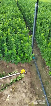 高度50厘米北海道黄杨