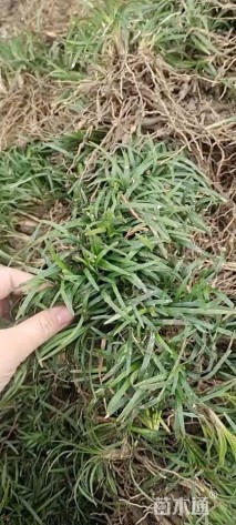 高度5厘米玉龙草