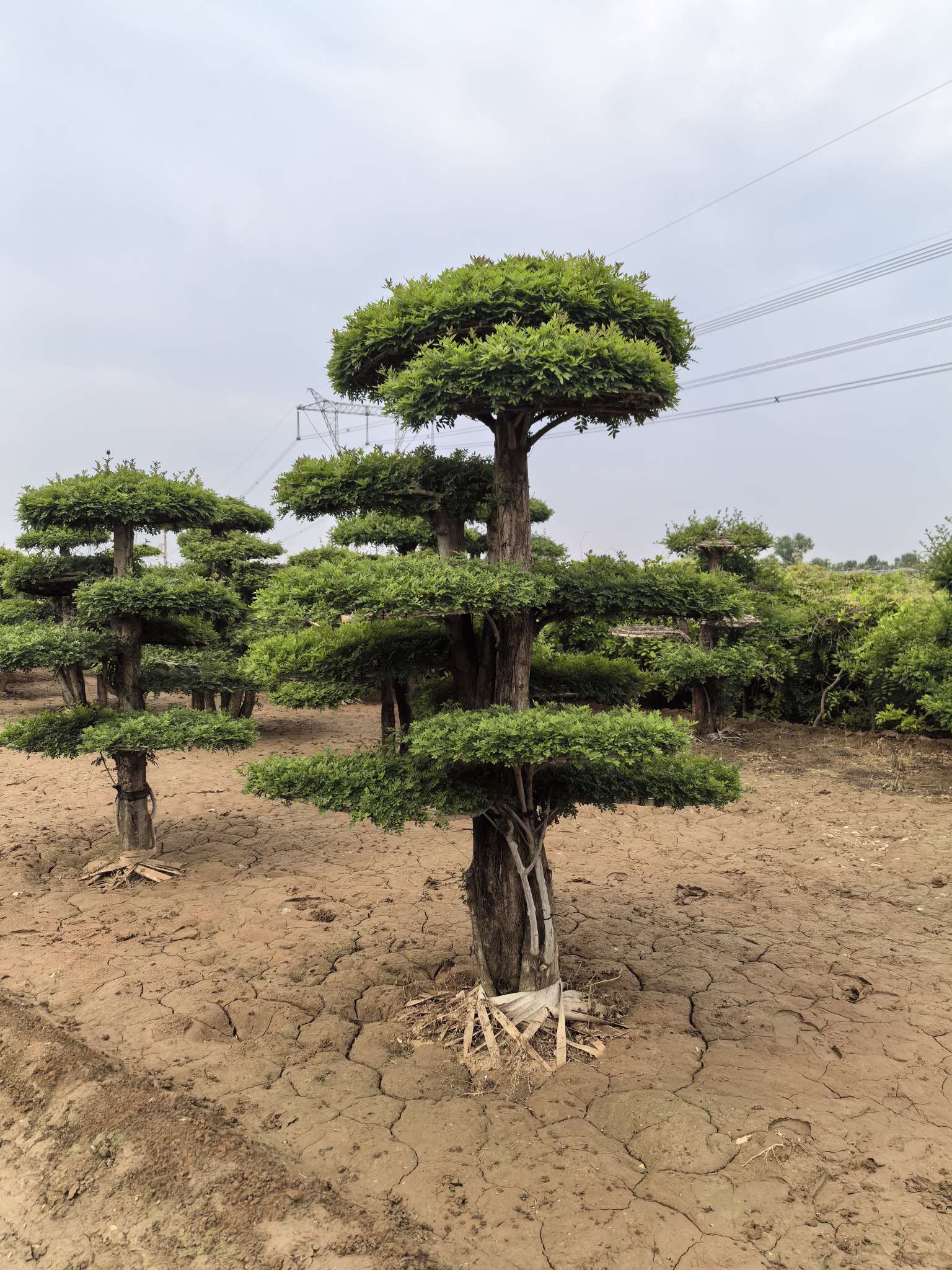 20公分对节白蜡