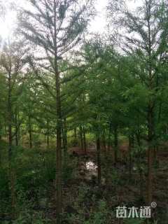 5公分墨西哥落羽杉