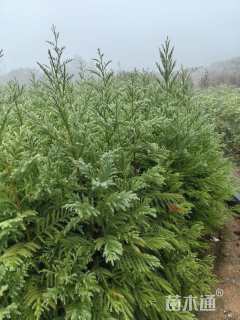 0.8公分杉树