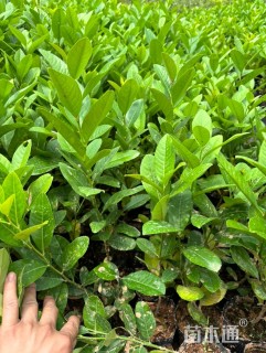 高度20厘米香水柠檬