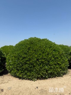 冠幅150厘米海桐球