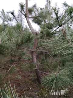 高度150厘米黑松