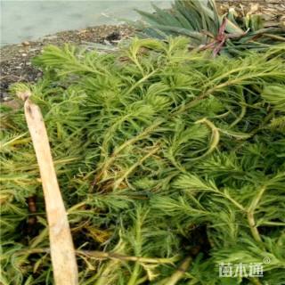 高度30厘米狐尾藻