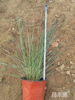 高度60厘米粉黛乱子草