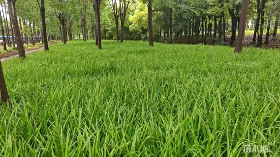 高度25厘米吉祥草