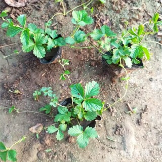 高度40厘米三叶委陵菜