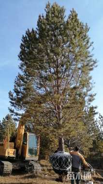 高度3000厘米樟子松