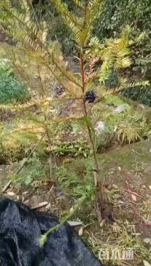高度60厘米红豆杉小苗