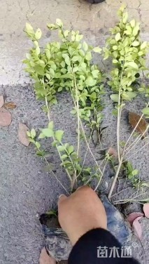 高度25厘米金叶女贞