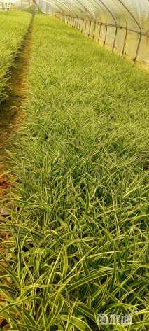 高度20厘米金边吊兰