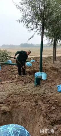 7公分嫁接香花槐