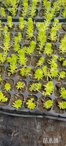 高度5厘米金叶佛甲草