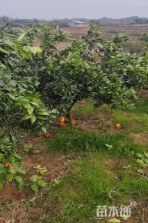 高度150厘米爱媛38号苗