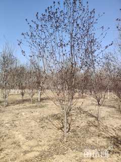 7公分红宝石海棠